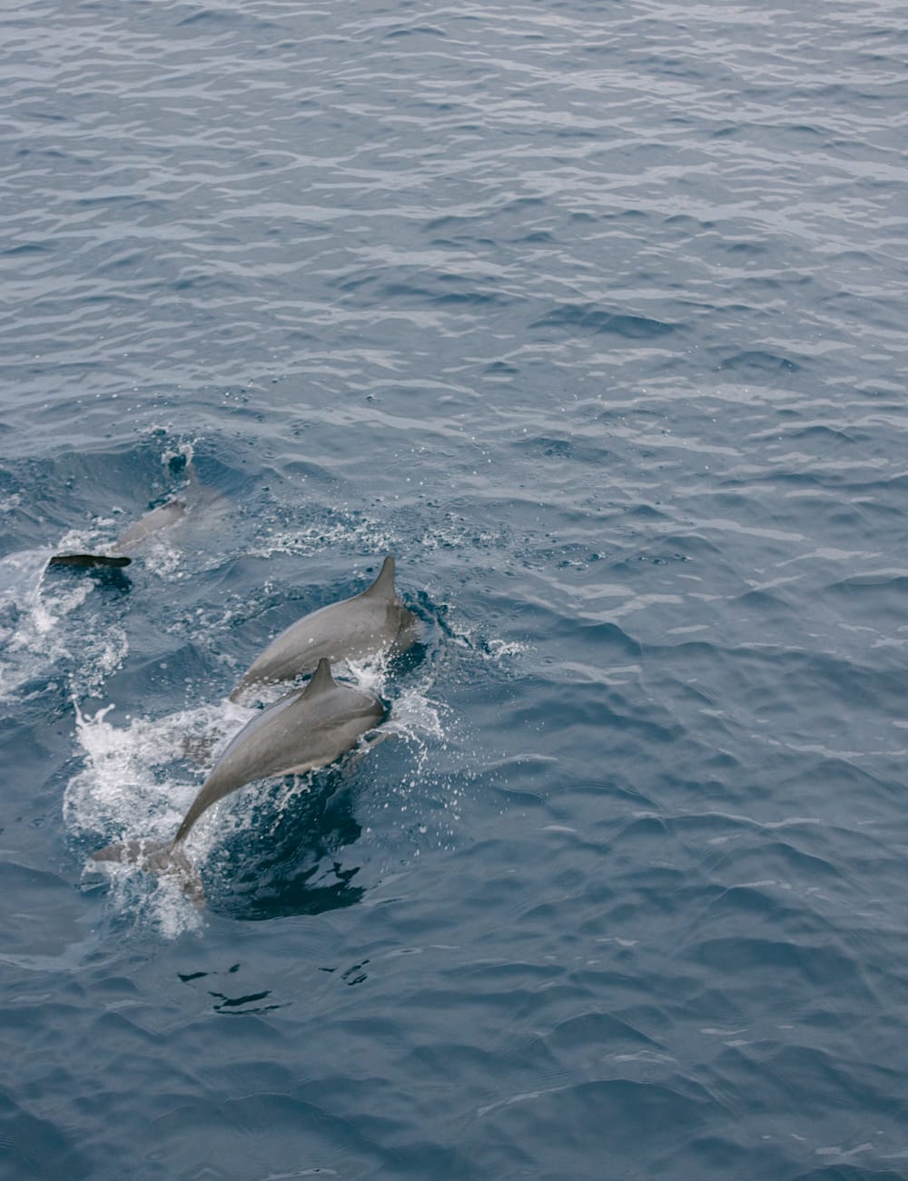 Dolphins spotted at Six Senses Laamu, by Holly Clark for Mr & Mrs Smith
