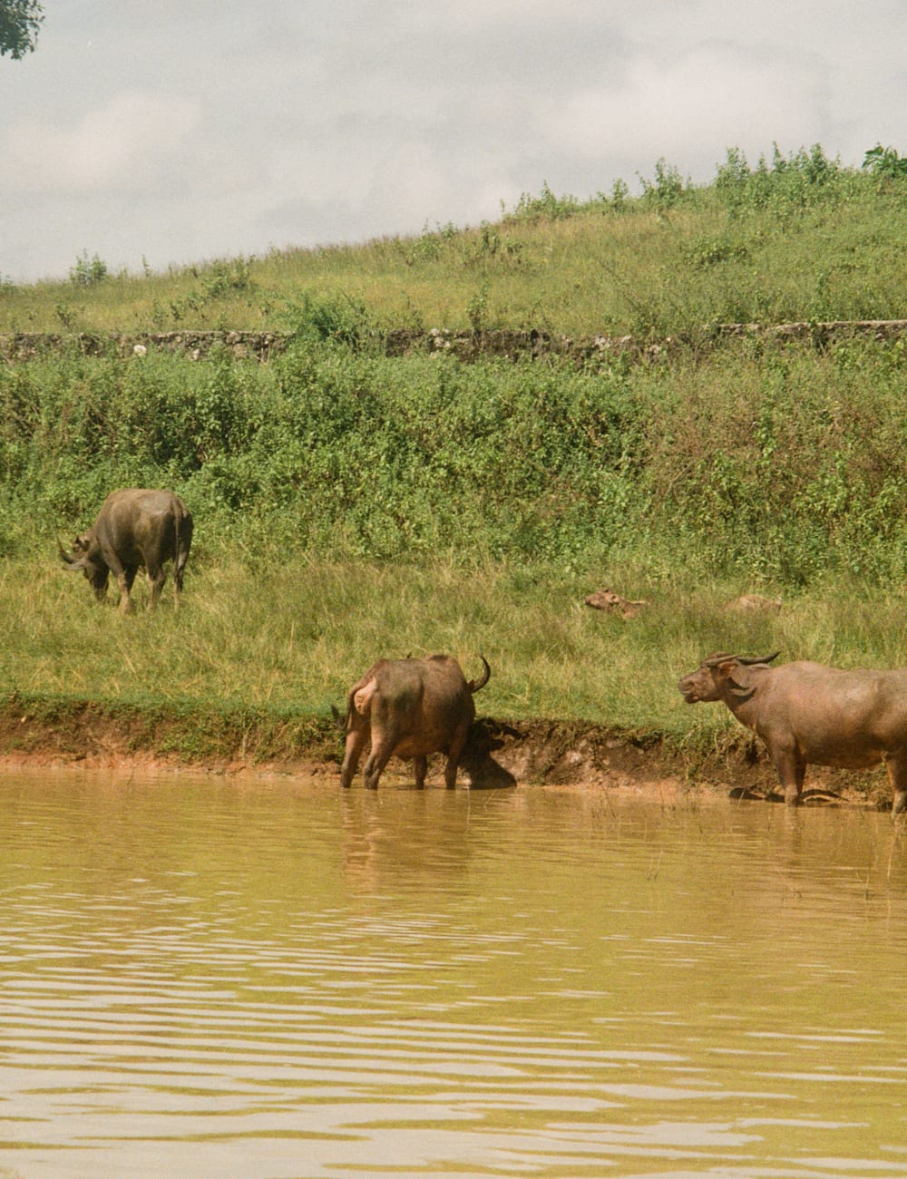 Water buffalo on the water's edge in Sumba, by Hannah Dace for Mr & Mrs Smith