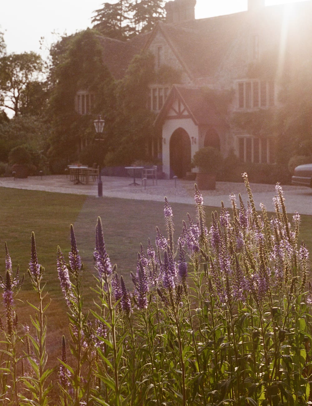 Hotel exterior behind lavender in the sunlight