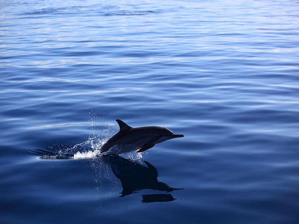 Dolphin in Costa Rica | Mr & Mrs Smith