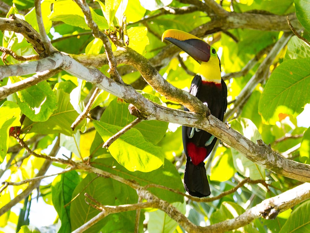 Toucan in Costa Rica | Mr & Mrs Smith