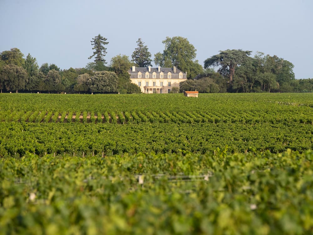 View of the hotel from the vineyard