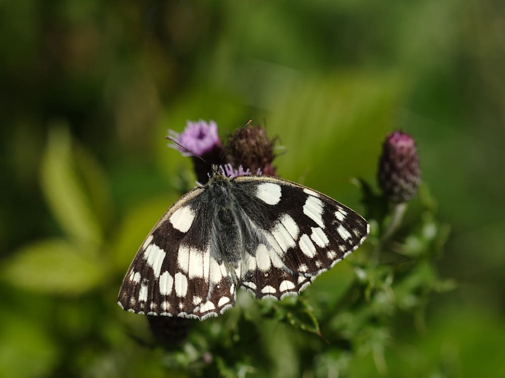 Butterfly in nature reserve