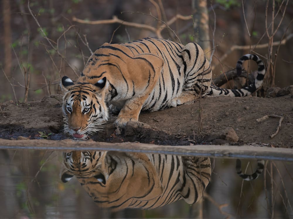 Tiger in Pench National Park in India | Mr & Mrs Smith