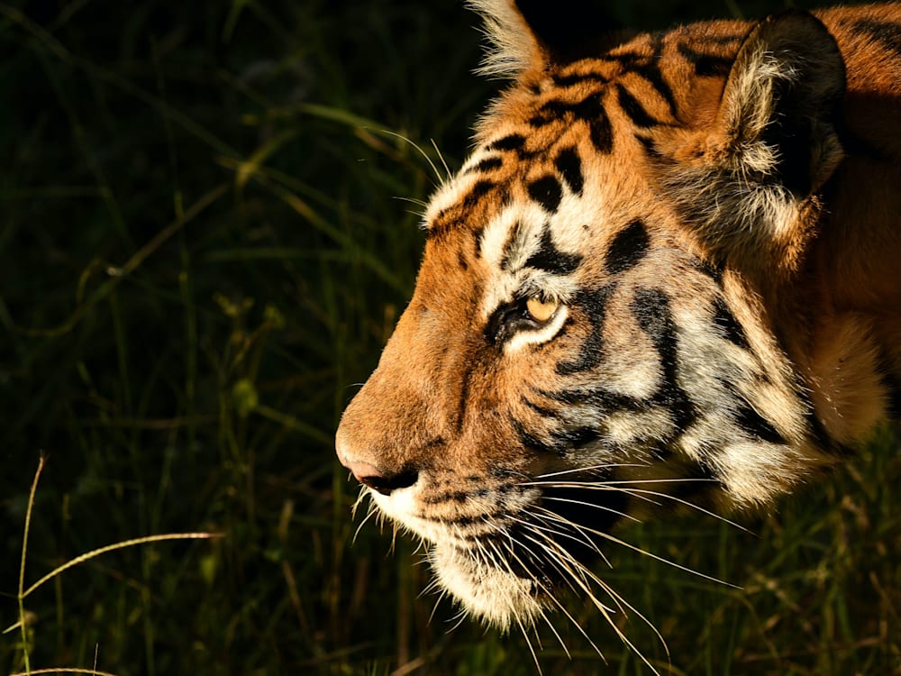 Tiger in Pench National Park | Mr & Mrs Smith