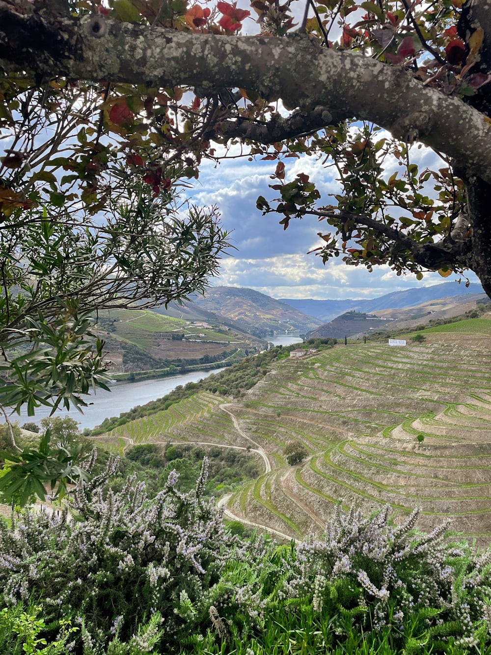 Douro Valley view